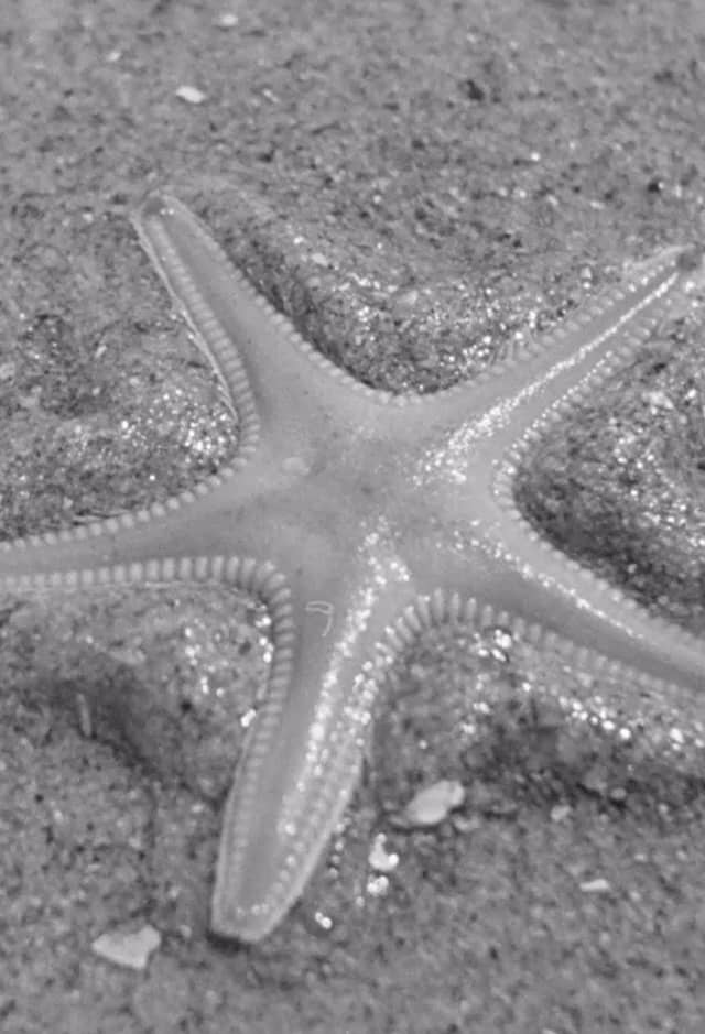 Ebb-tide poster image