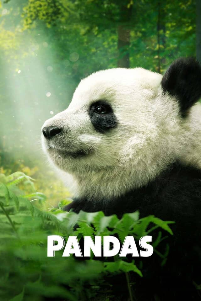 Pandas poster image