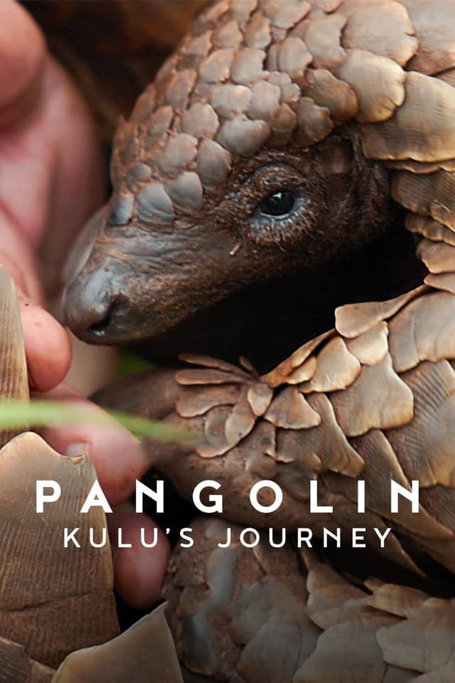 Pangolin: Kulu's Journey poster image